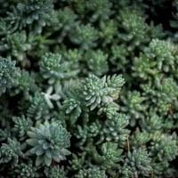 CRITICAL GREENS 30 servings